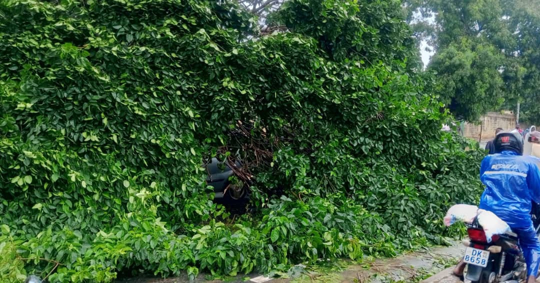 Le grand arbre déraciné qui s'est écrasé sur la voiture qui s'aperçoit au fon des branches...